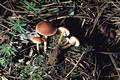 Collybia dryophila (Bull.:Fr.)Kummer