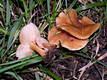 Collybia dryophila (Bull.:Fr.)Kummer