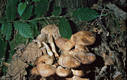 Collybia fusipes (Bull.:Fr.)Qul.