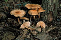 Collybia fusipes (Bull.:Fr.)Qul.