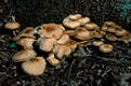 Collybia fusipes (Bull.:Fr.)Qul.