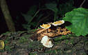 Collybia marasmioides (Britz.)Brsky.& Stangl