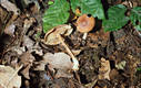 Collybia peronata (Bolt.:Fr.)Singer