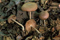 Collybia peronata (Bolt.:Fr.)Singer