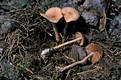 Collybia peronata (Bolt.:Fr.)Singer