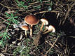 Collybia succinea (Fr.)Qul.