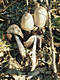 Coprinus atramentarius (Bull.:Fr.)Fr.