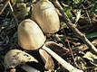 Coprinus atramentarius (Bull.:Fr.)Fr.