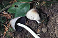 Coprinus atramentarius (Bull.:Fr.)Fr.