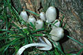 Coprinus atramentarius (Bull.:Fr.)Fr.