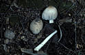 Coprinus atramentarius (Bull.:Fr.)Fr.