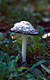 Coprinus comatus (Muell.:Fr.)Pers.