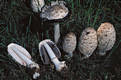 Coprinus comatus (Muell.:Fr.)Pers.