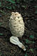 Coprinus comatus (Muell.:Fr.)Pers.