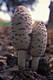 Coprinus comatus (Muell.:Fr.)Pers.