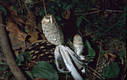 Coprinus comatus (Muell.:Fr.)Pers.