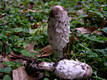 Coprinus comatus (Muell.:Fr.)Pers.