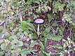 Coprinus comatus (Muell.:Fr.)Pers.