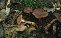 Cortinarius (Tel.) bulliardii (Pers.:Fr.)Fr.