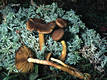 Cortinarius (Derm.) croceus (Schaeff.:Fr.)Britz.