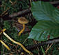 Cortinarius (Derm.) croceus (Schaeff.:Fr.)Britz.