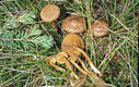 Cortinarius (Derm.) croceus (Schaeff.:Fr.)Britz.