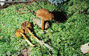 Cortinarius (Derm.) croceus (Schaeff.:Fr.)Britz.