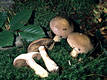 Cortinarius (Phl.) infractus (Pers.:Fr.)Fr.