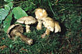 Cortinarius (Phl.) infractus (Pers.:Fr.)Fr.