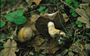 Cortinarius (Phl.) infractus (Pers.:Fr.)Fr.