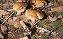 Cortinarius (Phl.) infractus (Pers.:Fr.)Fr.