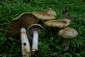 Cortinarius (Phl.) infractus (Pers.:Fr.)Fr.