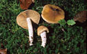 Cortinarius (Myx.) lividoochraceus (Berk.)Berk.