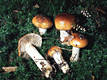 Cortinarius (Myx.) mucosus (Bull.:Fr.)Fr.