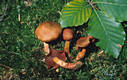 Cortinarius (Derm.) phoeniceus Bull.:Mre.