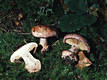 Cortinarius (Phl.) rufoolivaceus Fr.