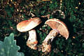 Cortinarius (Phl.) rufoolivaceus Fr.