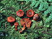 Cortinarius (Derm.) sanguineus (Wulf.:Fr.)Fr.