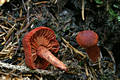 Cortinarius (Derm.) sanguineus (Wulf.:Fr.)Fr.