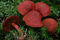 Cortinarius (Derm.) sanguineus (Wulf.:Fr.)Fr.