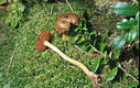 Cortinarius (Derm.) semisanguineus (Fr.)Moser