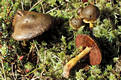 Cortinarius (Derm.) semisanguineus (Fr.)Moser