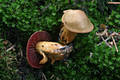 Cortinarius (Derm.) semisanguineus (Fr.)Moser