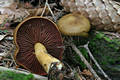 Cortinarius (Derm.) semisanguineus (Fr.)Moser