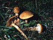 Cortinarius (Myx.) trivialis Lge.