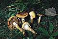 Cortinarius (Myx.) trivialis Lge.