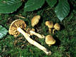 Cortinarius (Lepr.) venetus (Fr.:Fr.)Fr.