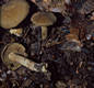 Cortinarius (Lepr.) venetus (Fr.:Fr.)Fr.