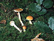 Cortinarius (Myx.) vibratilis (Fr.)Fr.