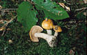 Cortinarius (Myx.) vibratilis (Fr.)Fr.